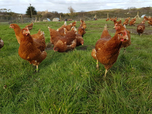 Close Leece Farm Premium Free Range Eggs - available in IOM ONLY